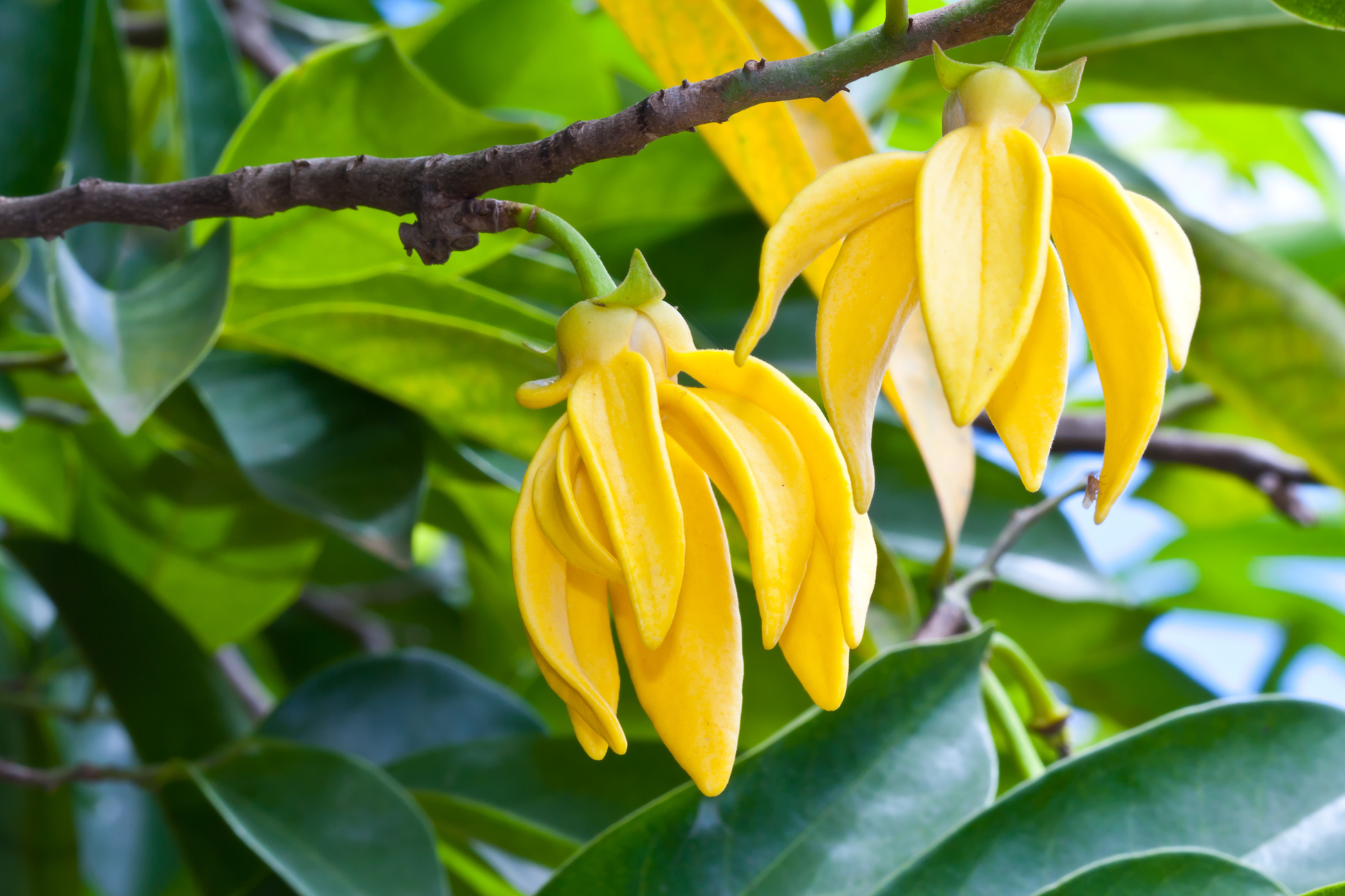 Ylang-Ylang Flowers