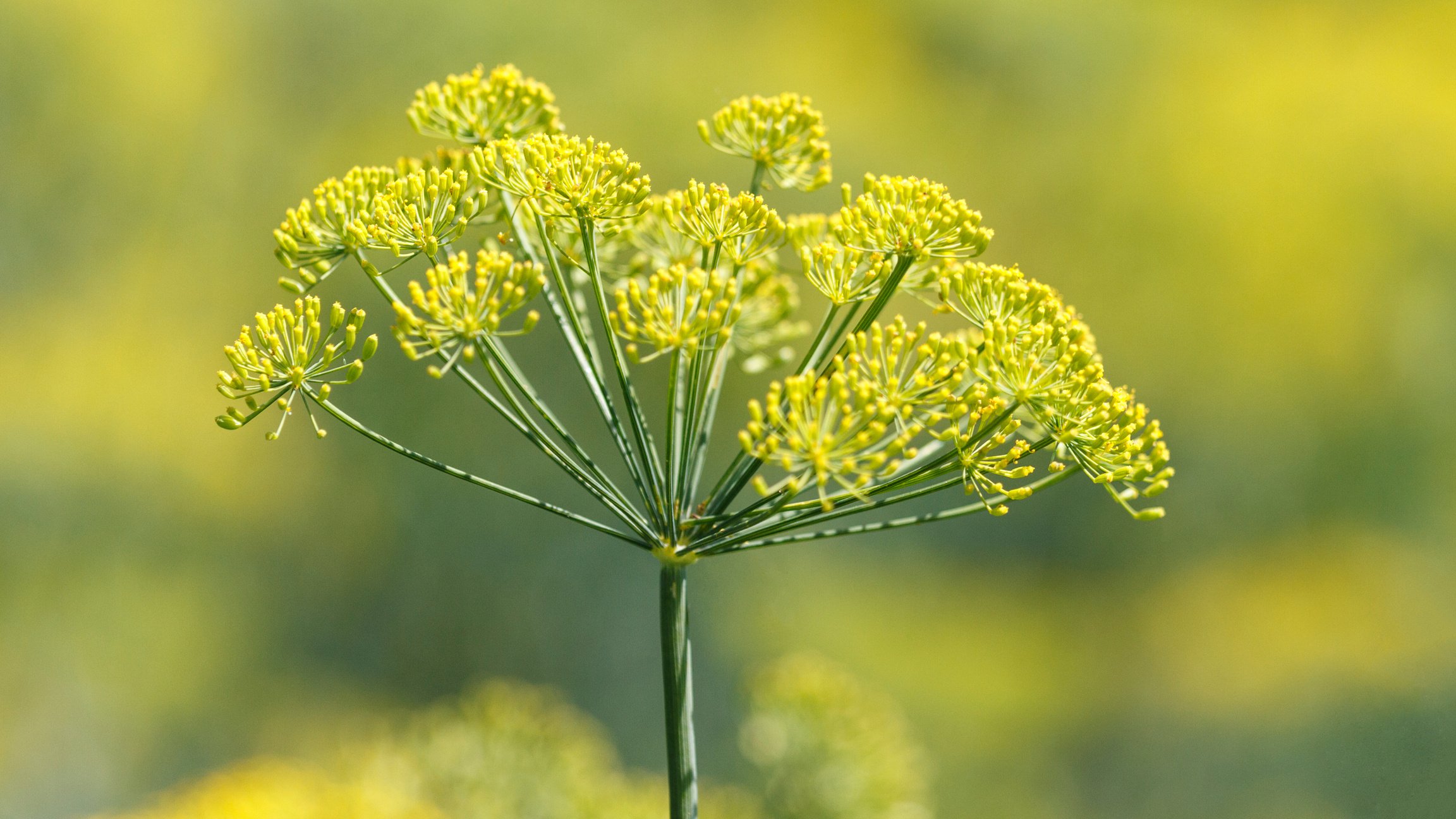 Fennel