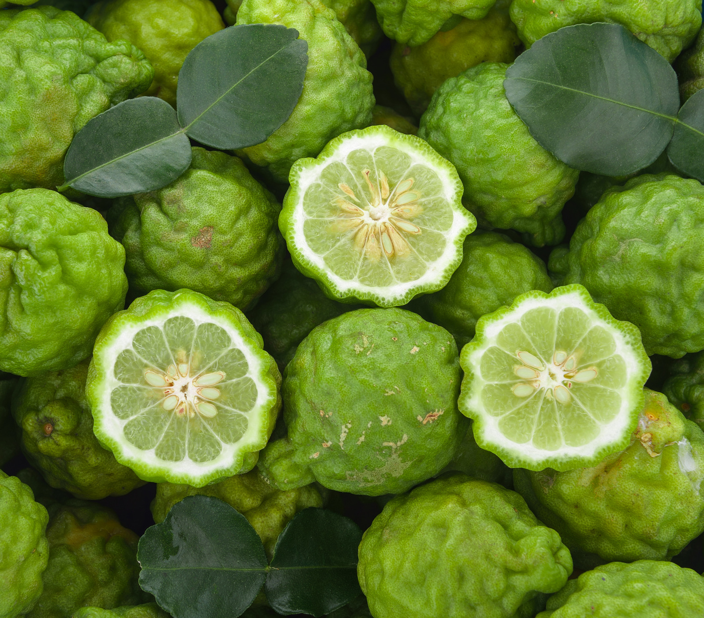 bergamot