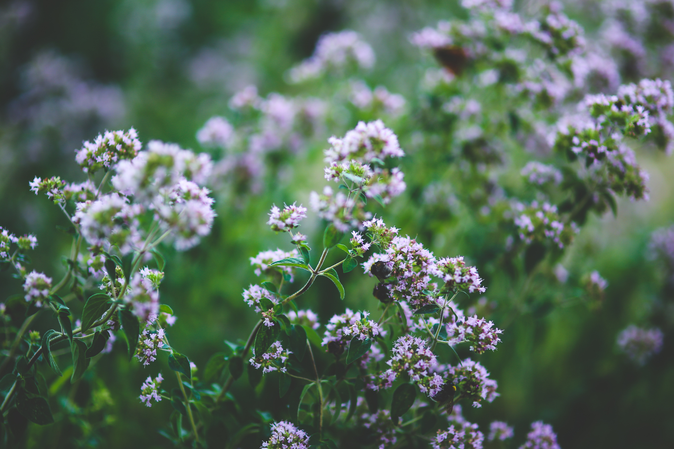 Blooming oregano