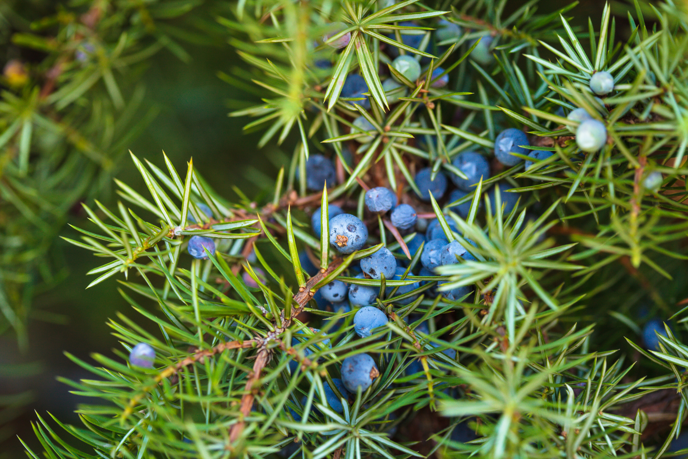 Juniper Berries