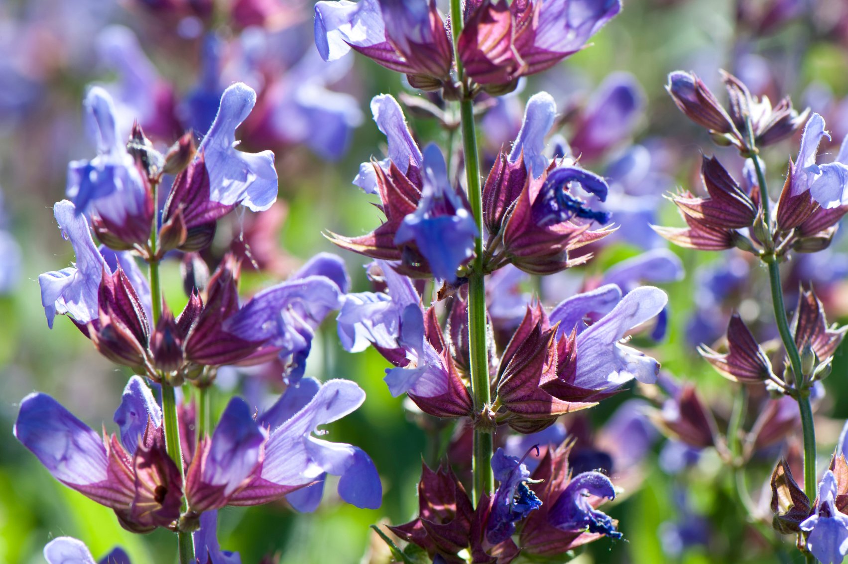 Salvia officinalis