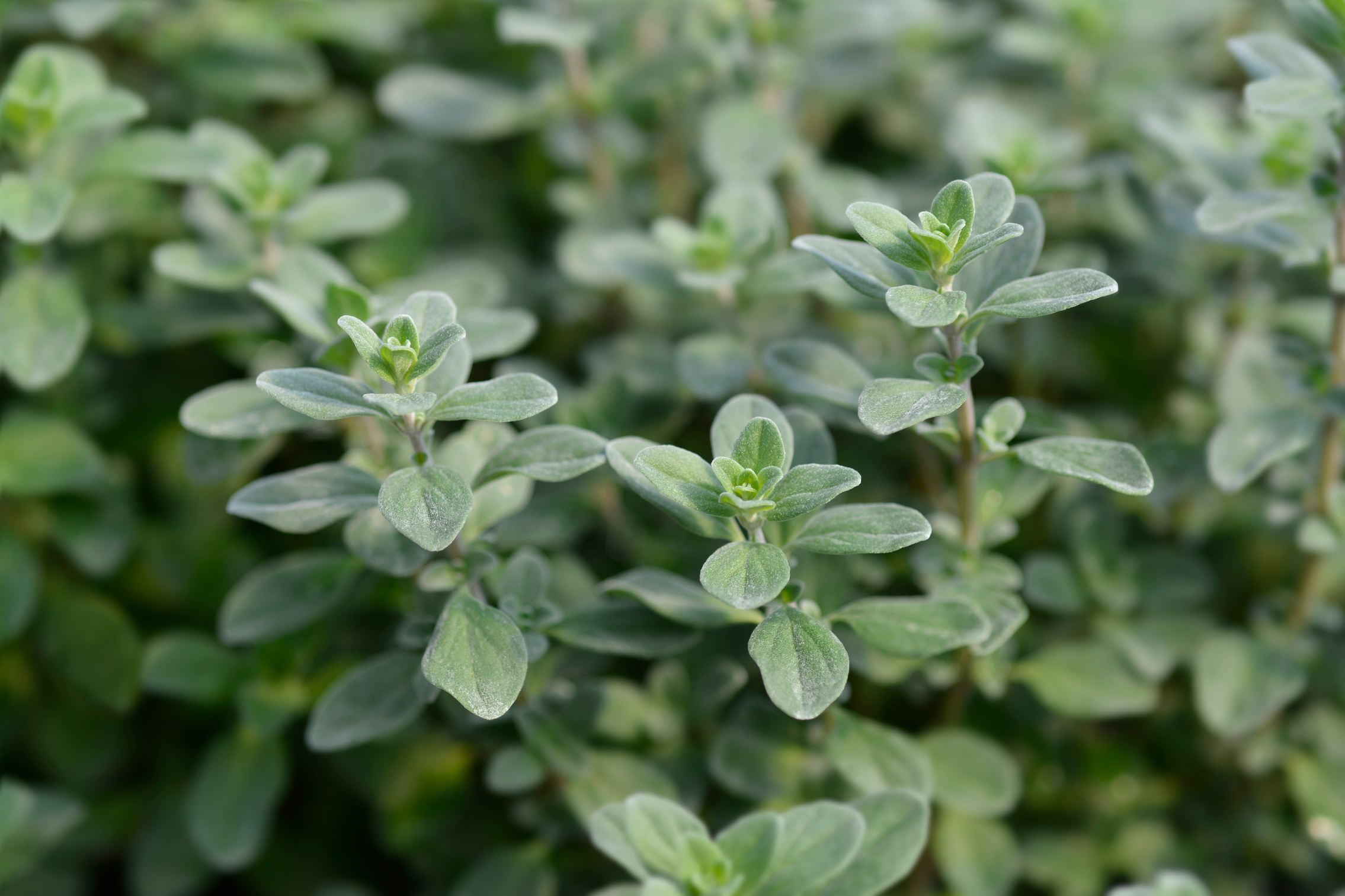 Sweet marjoram